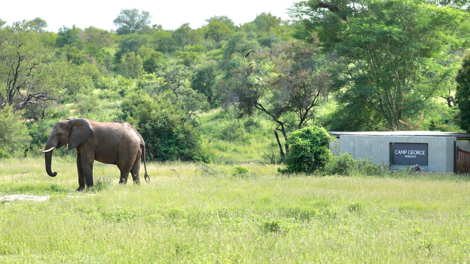 Simbavati Camp George Villa Khu bảo tồn Khu bảo tồn Klaserie Private Nature Reserve Ngoại thất bức ảnh